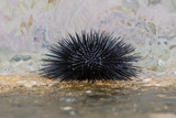 Sea urchin in a harbor