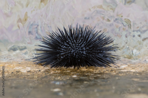 Sea urchin in a harbor