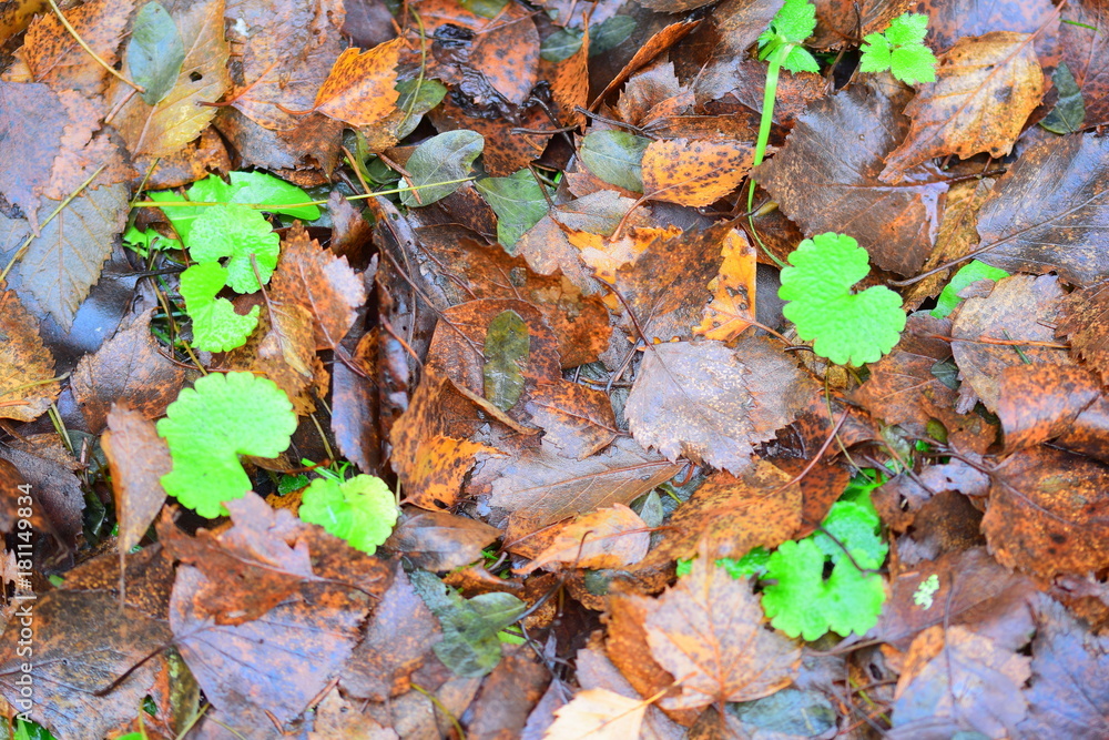 Spring is autumn. Spring is autumn.