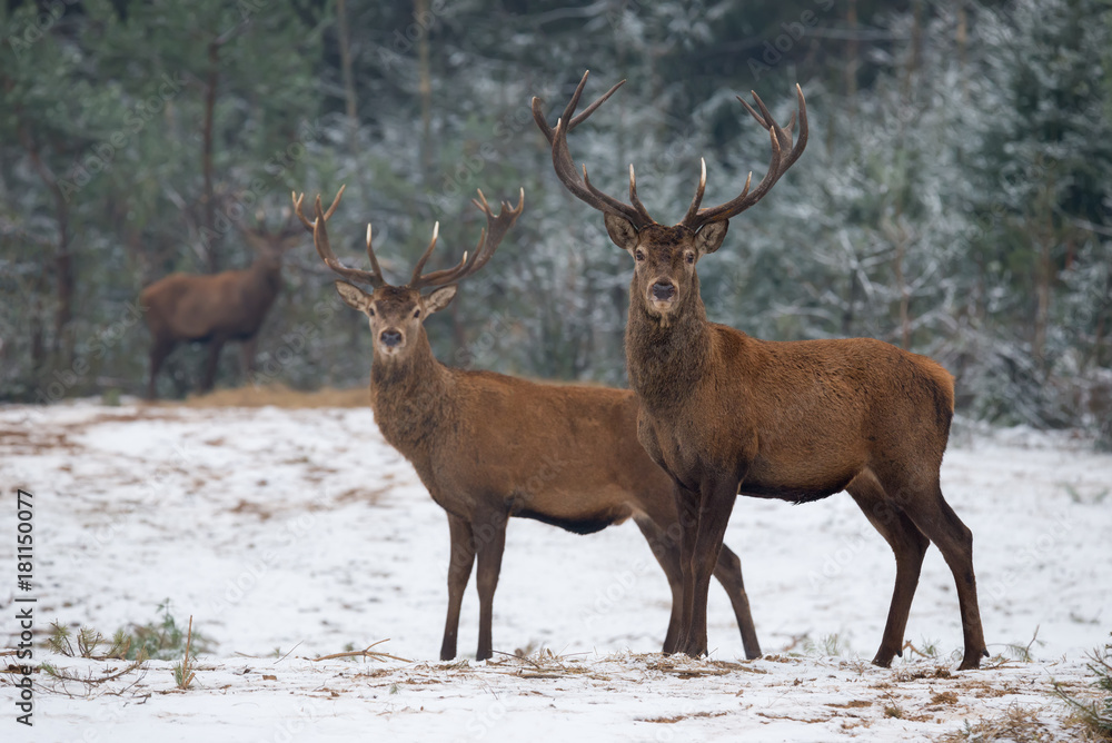 Winter Wildlife Landscape With Two Noble Deer (Cervus elaphus). Deer With Careful Look And Large Branched Horns On The Background Of Snow-Covered Birch Forest. Stag Close-Up, Artistic View. Winter Wildlife Landscape With Two Noble Deer (Cervus elaphus). Deer With Careful Look And Large Branched Horns On The Background Of Snow-Covered Birch Forest. Stag Close-Up, Artistic View.
