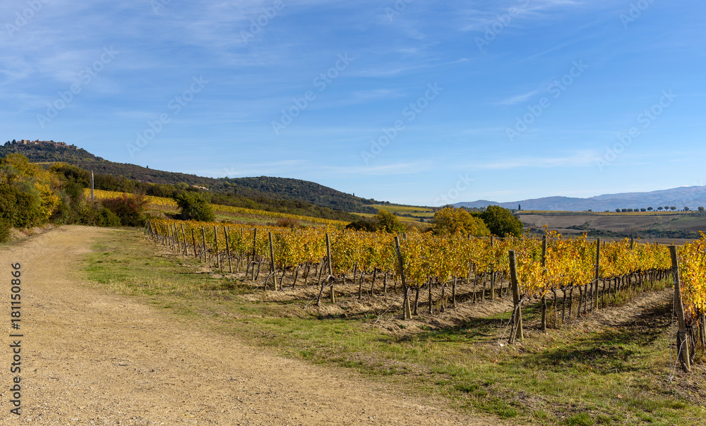 countryside and vineyard in autumn near Montalcino, tuscany, italy