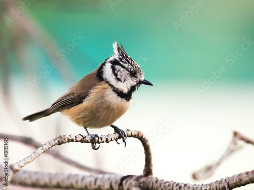Gros plan sur un oiseau: Mésange huppée- Lophophanes cristatus - European Crested Tit
