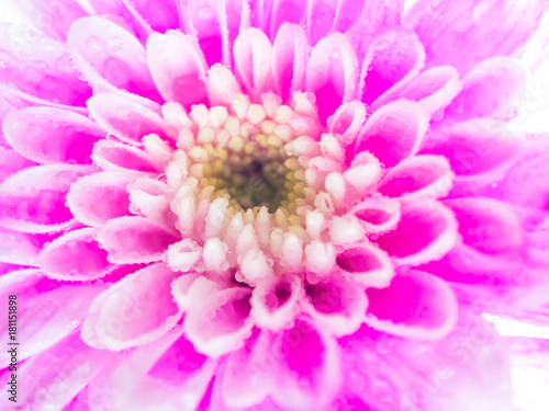 Close up Pink chrysanthemum flower on white background  shallow depth of field