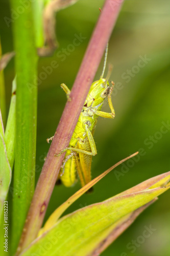 Grasshopper © Markus Kauppinen
