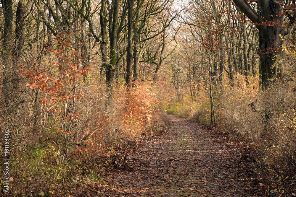 Obraz premium waldweg