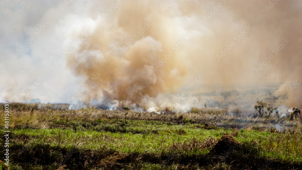 Slash and burn agriculture in murchison park, or fire fallow cultivation,is a farming method that involves the cutting and burning of plants in a forest or woodland to create a field called a swidden