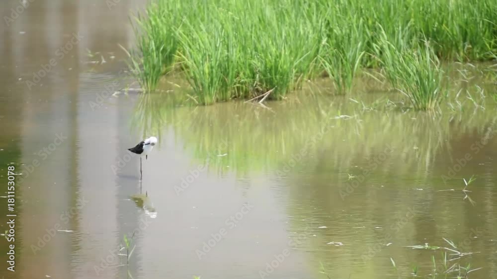 Birds in the field Natural backgrounds Birds in the field Natural backgrounds
