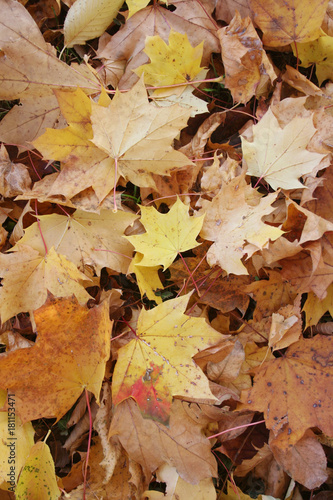 Mucchio di foglie secche in autunno in giardino