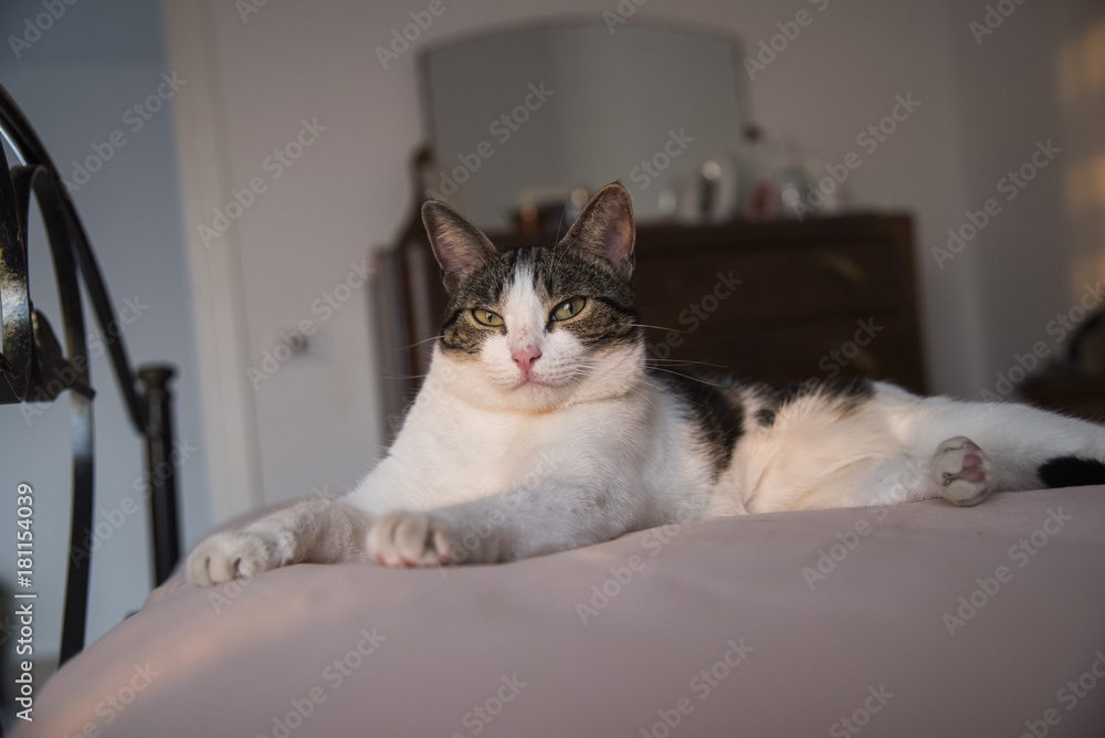 young domestic cat lying on bed