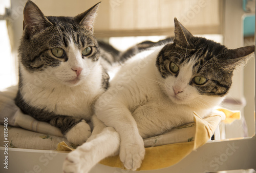 Fototapeta Naklejka Na Ścianę i Meble -  couple of domestic cats lying in the chair
