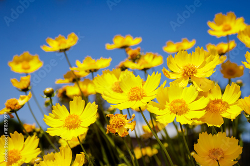 Yellow daisy meadow against a blue sky in Namakwaland © Anina Lonte