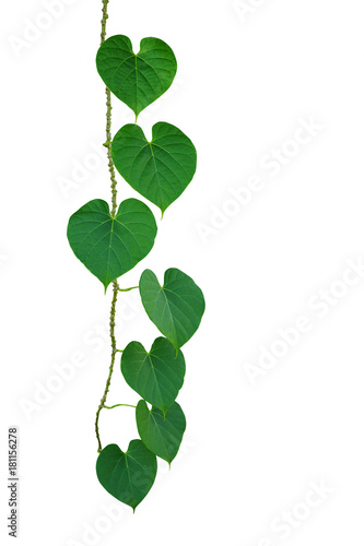 Heart-shaped green leaves climbing vine isolated on white background, clipping path included.