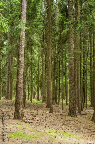 trees in the forest