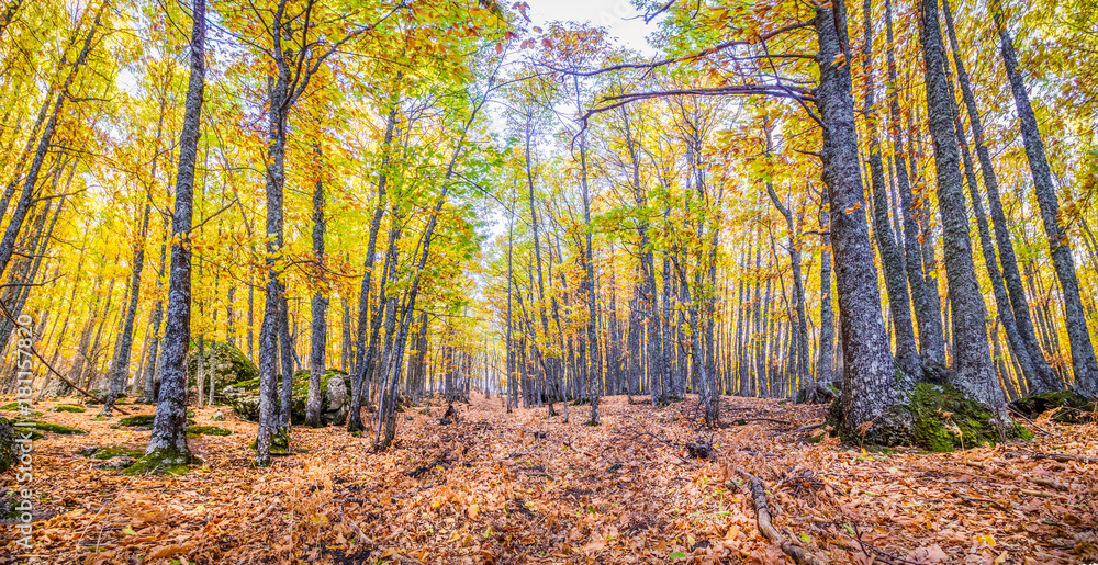 Obraz premium Castanar de El Tiemblo