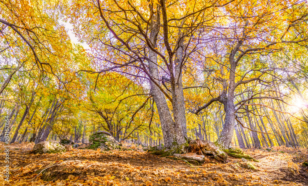 Fototapeta premium Castanar de El Tiemblo