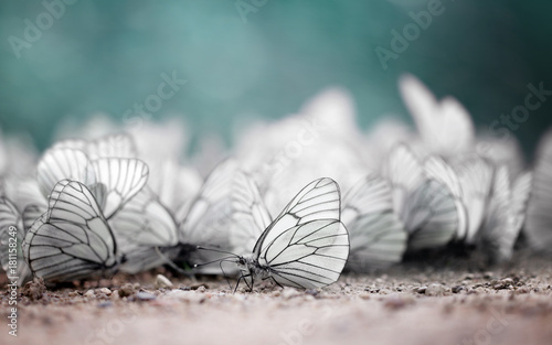 Photography Invasion of butterflies. Unique photography.
