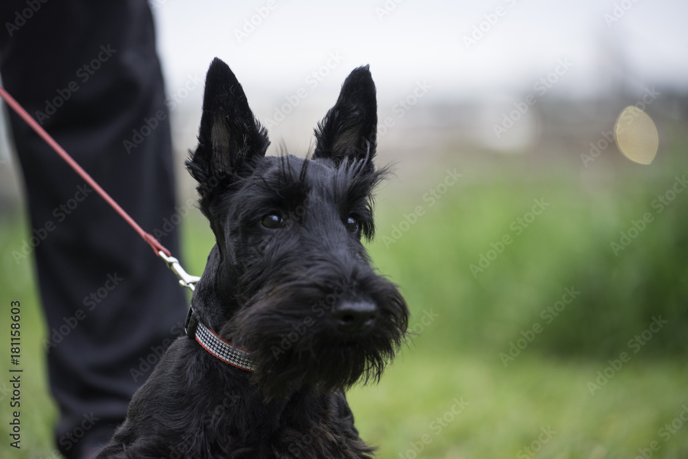 Scotch terrier dog in green field on leash with owner. photo is dog head and chest with man leg. horizontal with room for copy. shallow depth of field  - obrazy, fototapety, plakaty 