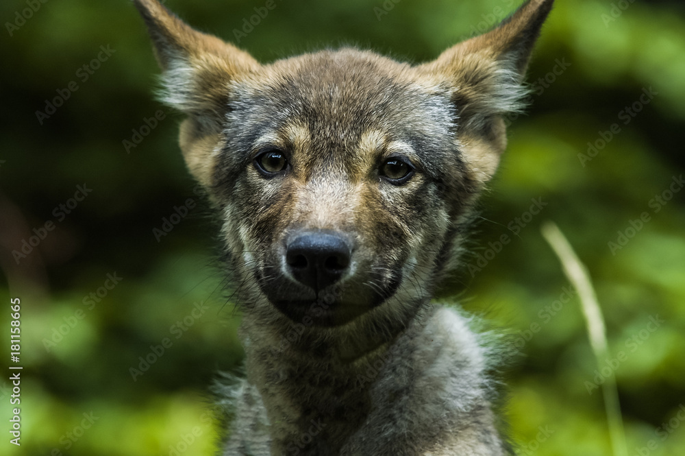 Portrait of young wolf Portrait of young wolf
