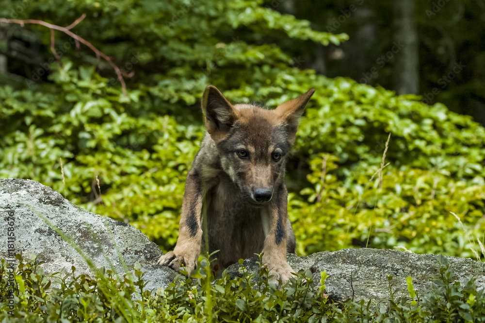 Fototapeta premium Young wolf