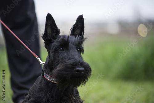 Vászonkép Scotch terrier dog in green field on leash with owner
