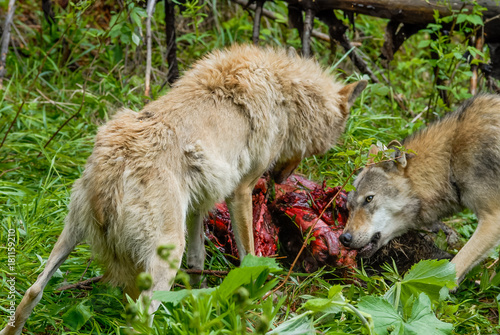 Canvas-taulu Wolfs feeding on carcass