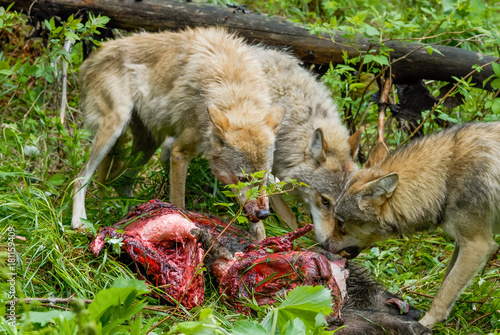 Obraz na płótnie Wolfs feeding on carcass w salonie