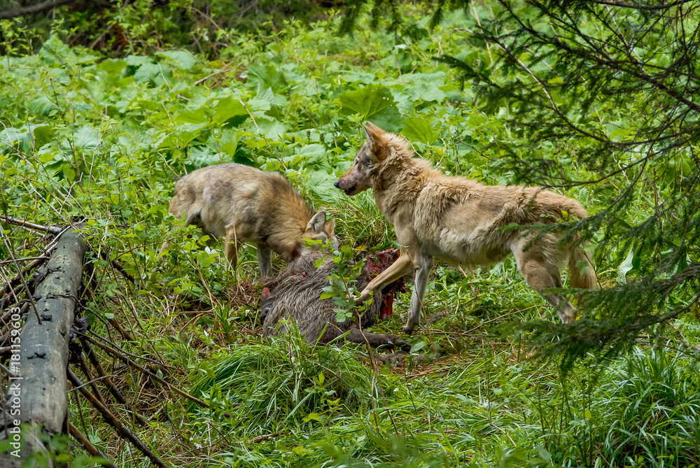 Wolfs feeding on carcass