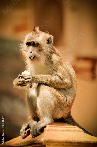Macaque Quietly sat to eat in a Park of Thailand