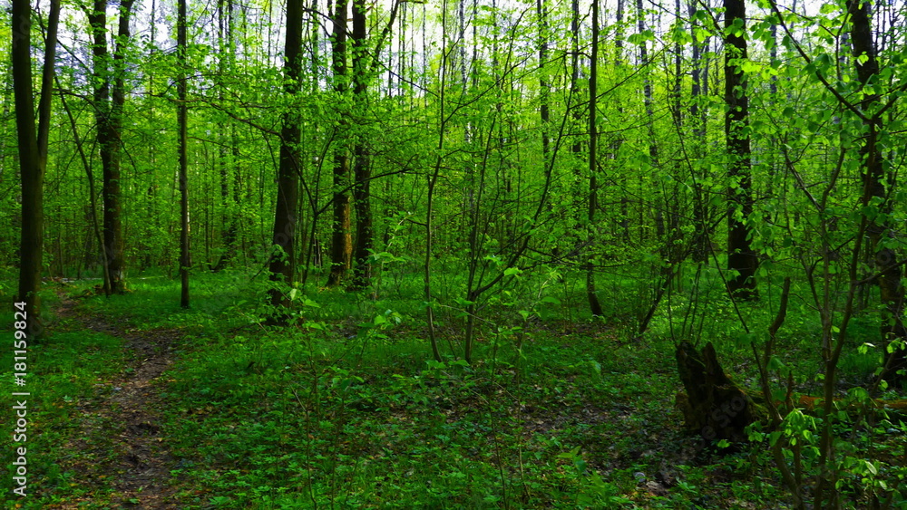 Fototapeta premium European mixed forest. Tops of the trees. Looking up to the canopy.