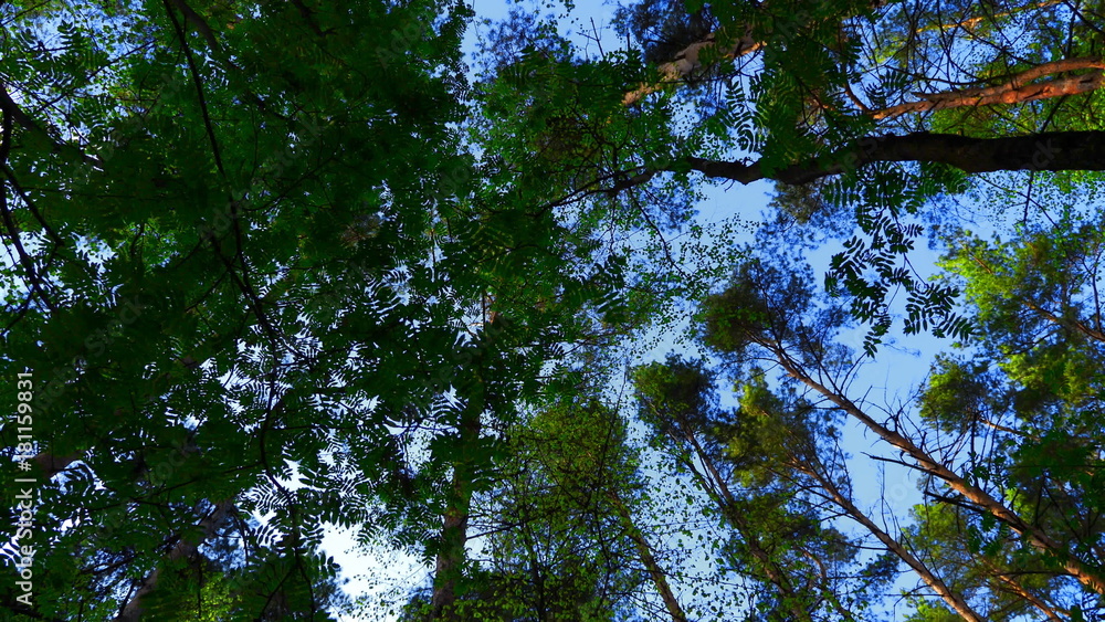 Fototapeta premium European mixed forest. Tops of the trees. Looking up to the canopy.