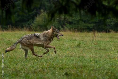 Running wolf