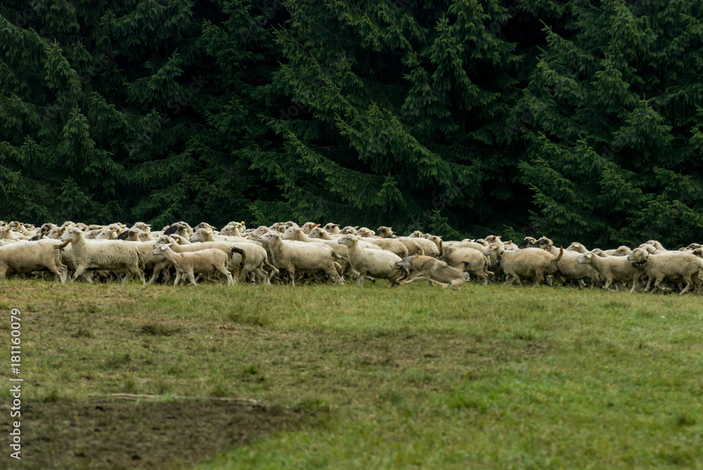 Wolf pack hunting sheep