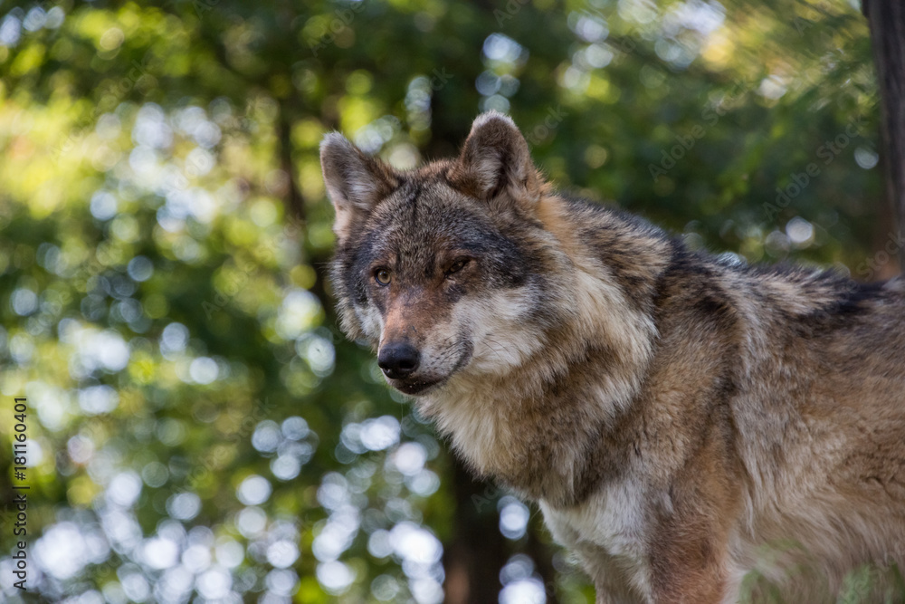 Obraz premium Grey Wolf