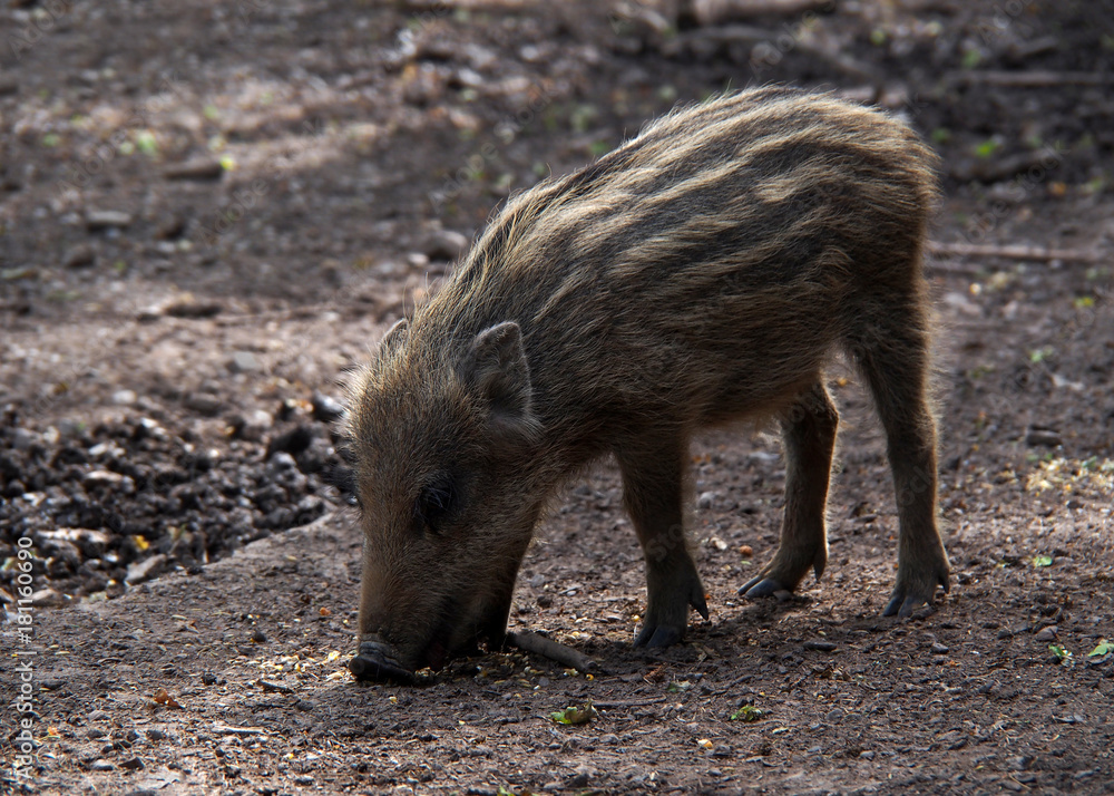 Wildschwein/Frischling im Schönbuch Wildschwein/Frischling im Schönbuch