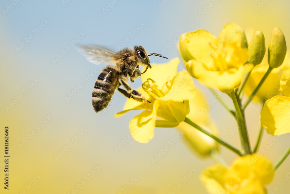 Bee collects honey - rape blossom in spring - obrazy, fototapety, plakaty 