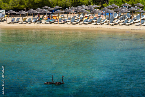 Koukounaries Beach With Swimming Black Swans In The Water, Skiatos Greece photo