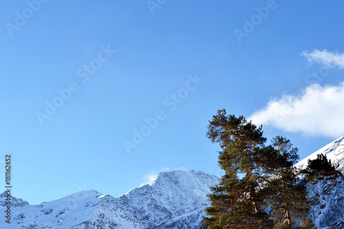 green spruce stands on the background of beautiful mountains