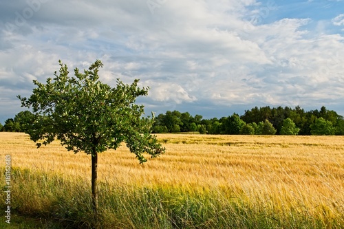 Single tree by wheat field near Prague © Jan Mach