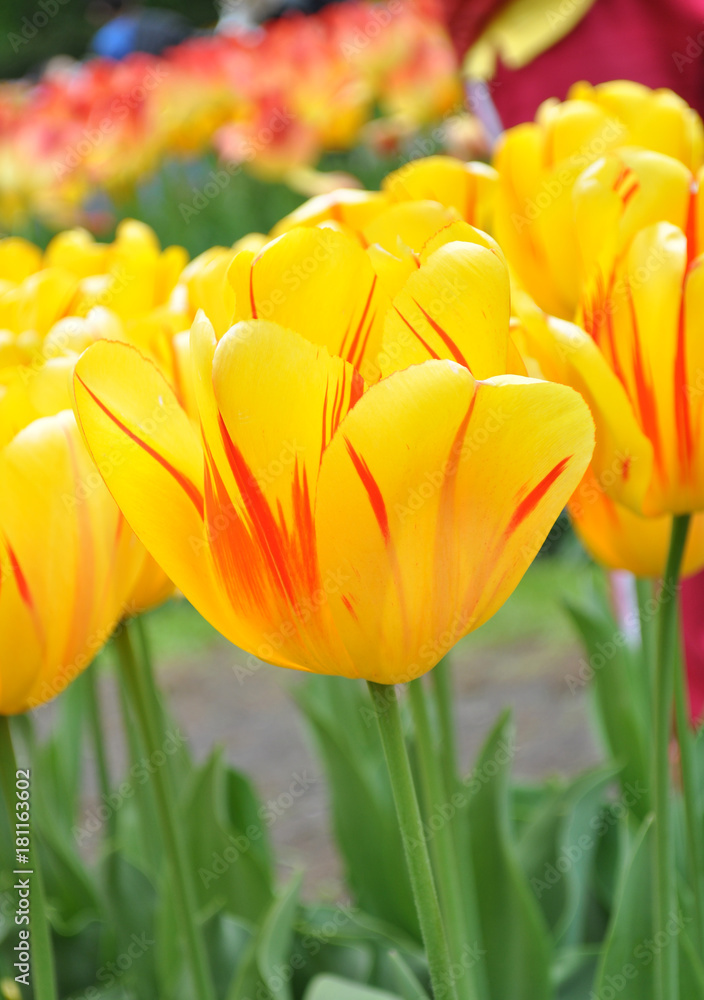 Fototapeta premium Tulip 