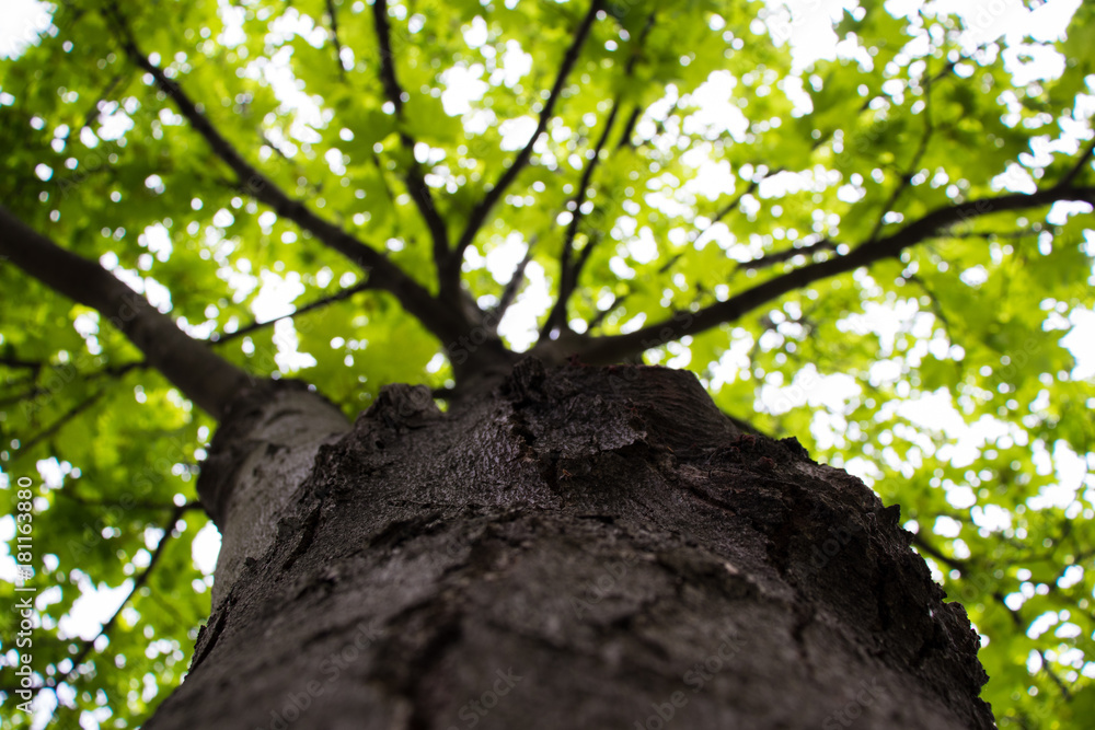 Fototapeta premium tree trunk from below