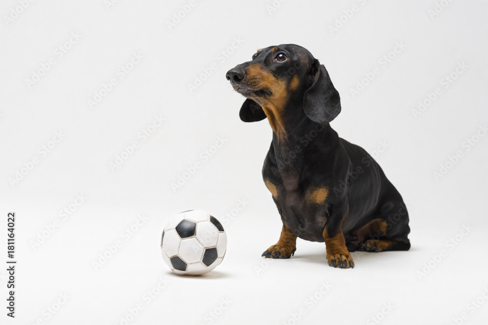 dog of breed of dachshund, black and tan, with white black football ball isolated on gray background