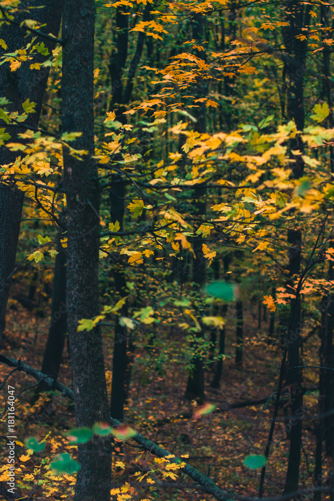 Autumn day landscape. Autumn forest after rain. Autumn day landscape. Autumn forest after rain.