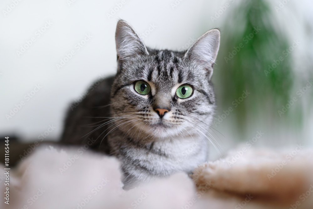 Beautiful American Shorthair cat with green eyes. Part1. Beautiful American Shorthair cat with green eyes. Part1.