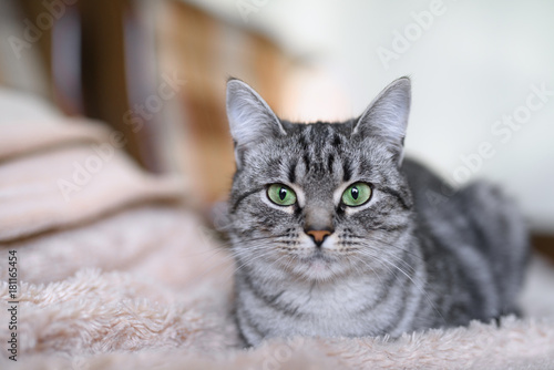 Beautiful American Shorthair cat with green eyes. Part2. © Lalandrew
