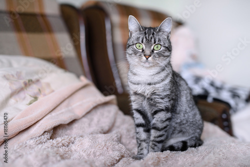 Schilderij op canvas Beautiful American Shorthair cat with green eyes. Part3.