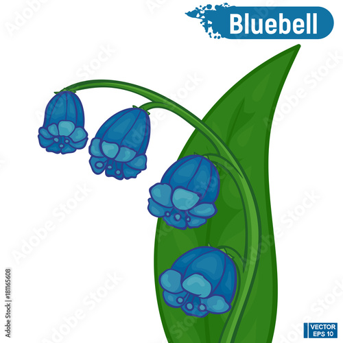 Blue bell flower