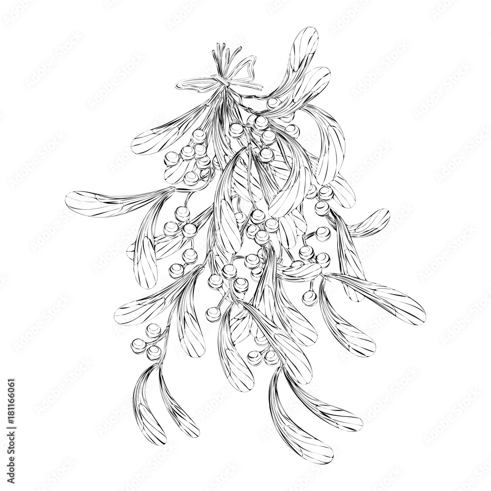 A sprig of mistletoe plants. leaves ,white berries. Christmas decoration.Vector illustration. A sprig of mistletoe plants. leaves ,white berries. Christmas decoration.Vector illustration.