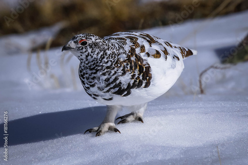 Ptarmigan - Snow photo