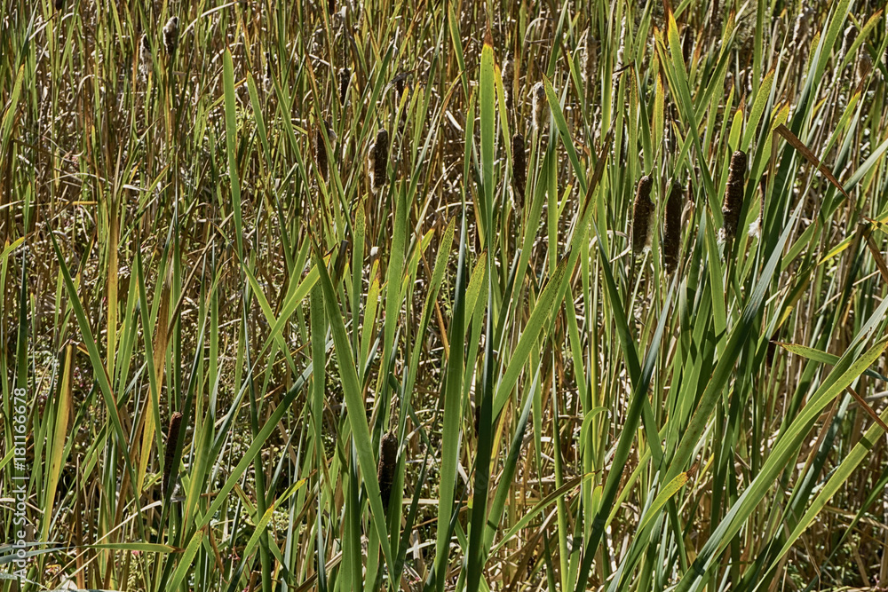 Obraz premium Urban wetlands in Edmonds, Washington