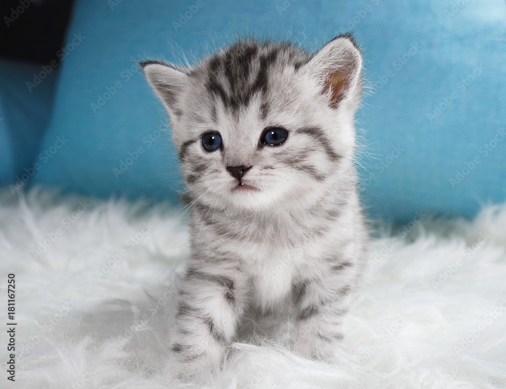 Cute kitten tabby color. Kitten on a white blue background